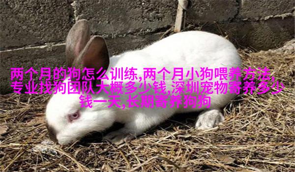 阿拉斯加雪橇 犬
