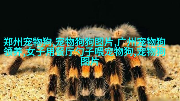 金鱼是用什么呼吸