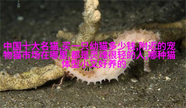 法兰克福斗牛梗