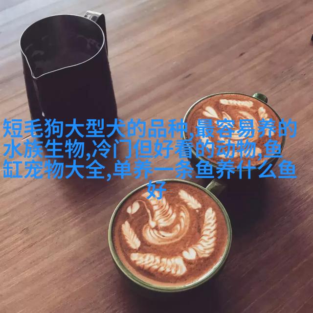 阿比西尼亚混血儿