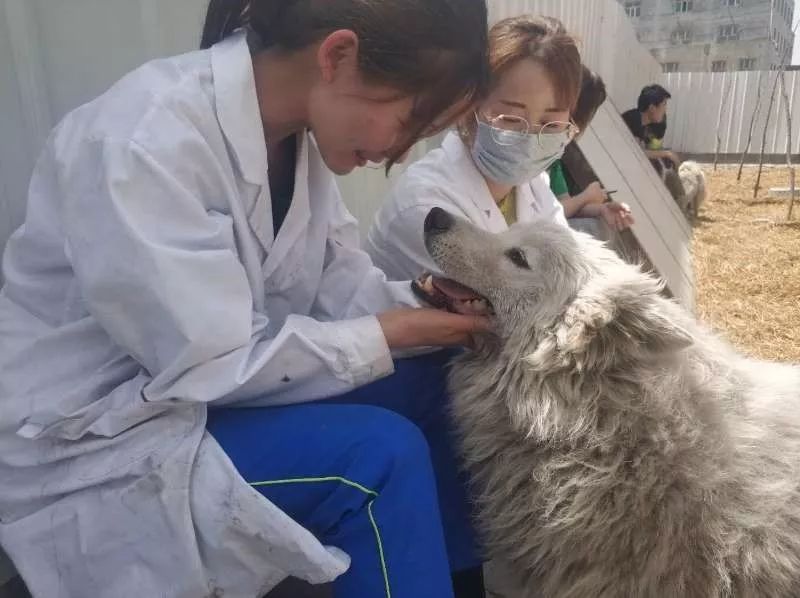 流浪狗救助站视频_流浪狗救助站需要什么手续_流浪狗救助站/