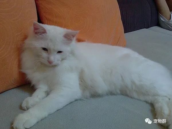 狮子猫多少钱一只幼崽_狮子猫多少钱一只_狮子猫/