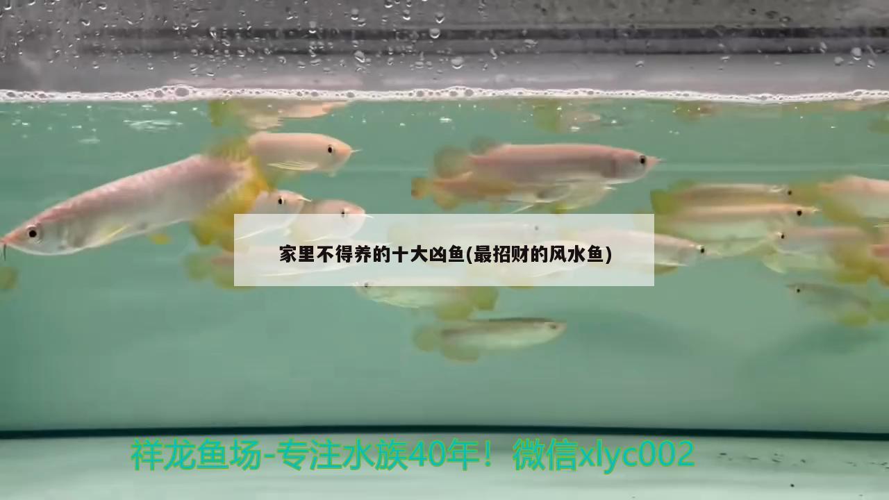 养什么水族动物好_养什么水族动物东西最霸气_养水生动物/