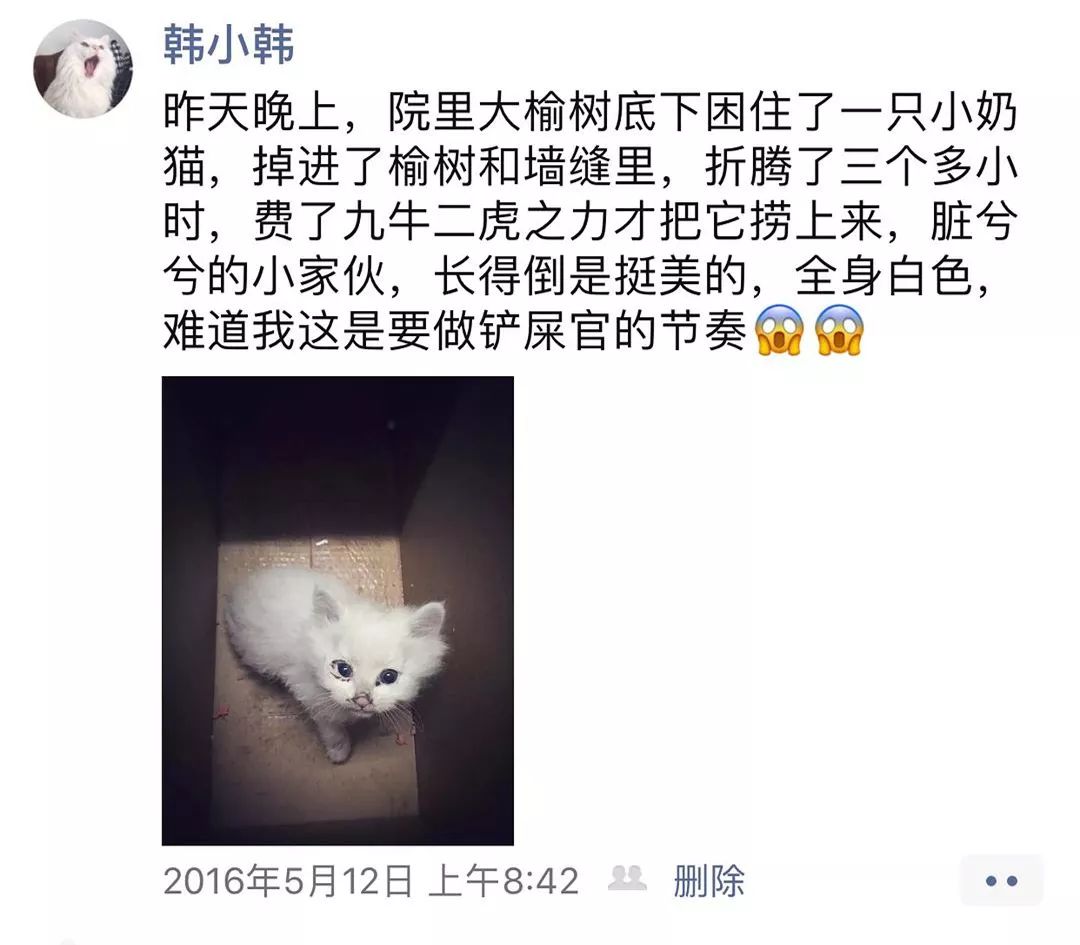 宠物狗条件假设_一条宠物狗_宠物狗条虫/