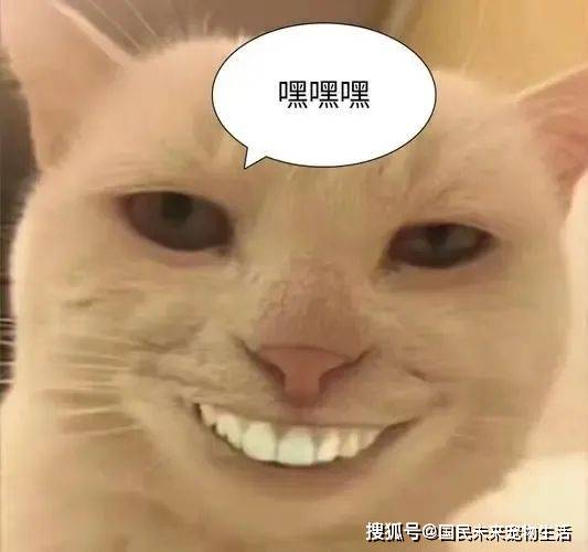 笨猫图片_十大最笨的猫_笨猫吧galgame/