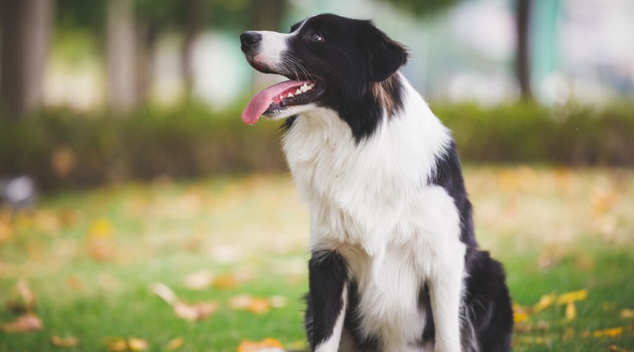 犬牧羊纯种幼犬_犬牧羊纯种东德_牧羊犬/