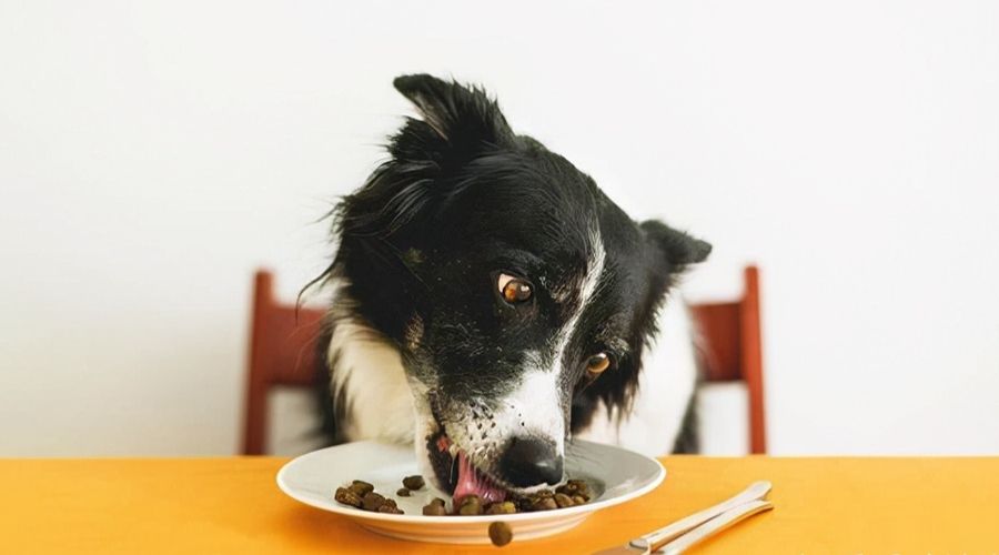 犬牧羊纯种东德_犬牧羊纯种幼犬_牧羊犬/