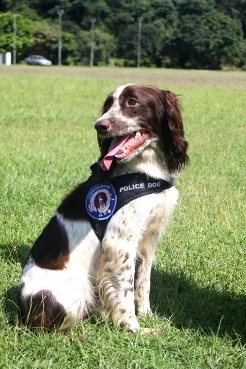 中国的警犬第一名_中国警犬官网_警犬中国品种/