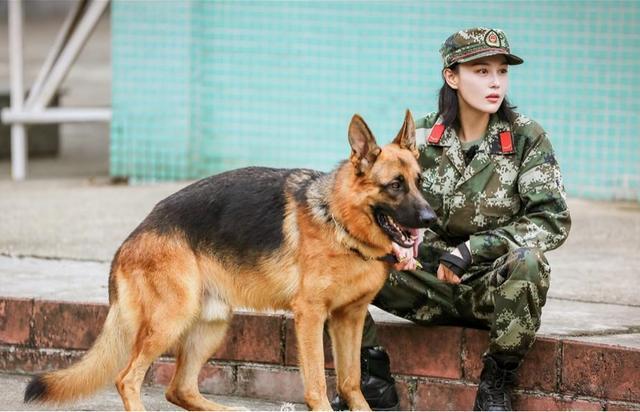 中国警犬官网_中国的警犬第一名_警犬中国品种/