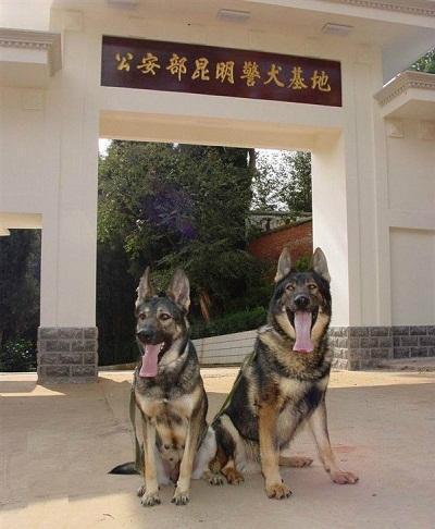 警犬中国品种_中国警犬官网_中国的警犬第一名/