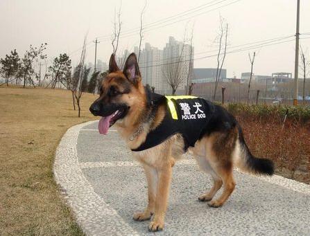 中国的警犬第一名_警犬中国品种_中国警犬官网/