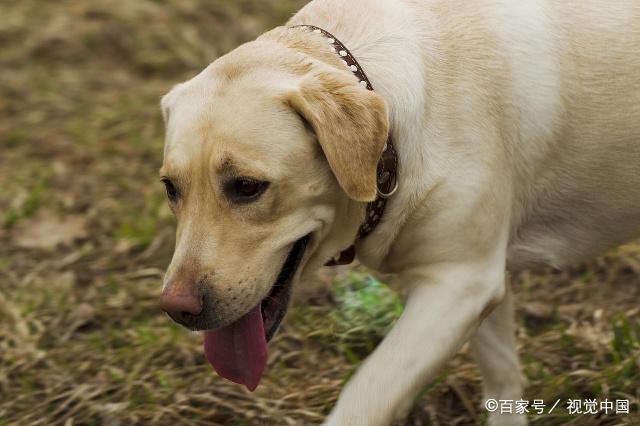 犬的训练项目_如何训犬做各种动作_人犬训练方法有哪些/