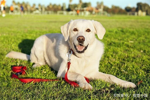 如何训犬做各种动作_犬的训练项目_人犬训练方法有哪些/