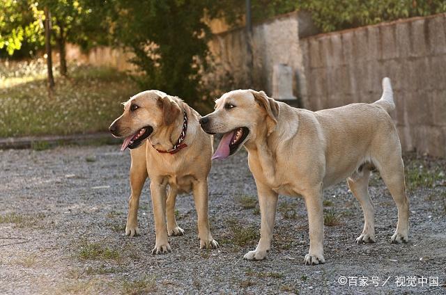 人犬训练方法有哪些_如何训犬做各种动作_犬的训练项目/