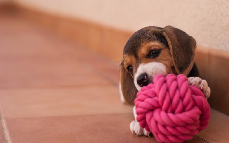 人犬训练方法有哪些_如何训犬做各种动作_训练所有犬的视频/