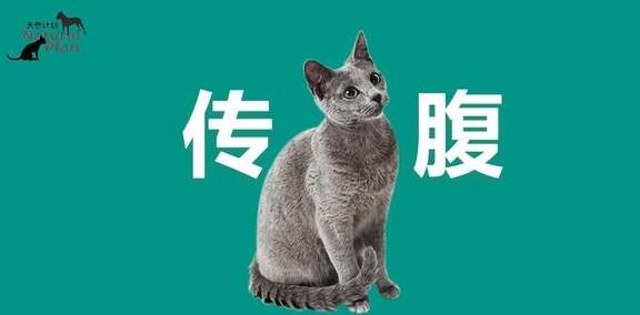 猫传腹_什么猫容易猫传腹_猫传腹便秘吗/