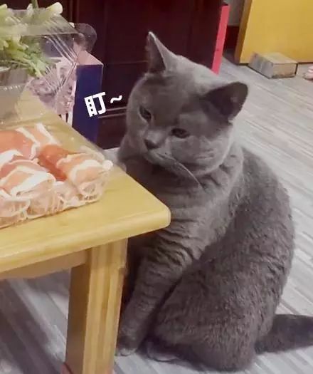 养蓝猫能随便养吗_蓝猫千万不能养_养蓝猫好不好养