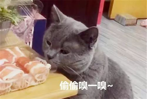 养蓝猫能随便养吗_蓝猫千万不能养_养蓝猫好不好养