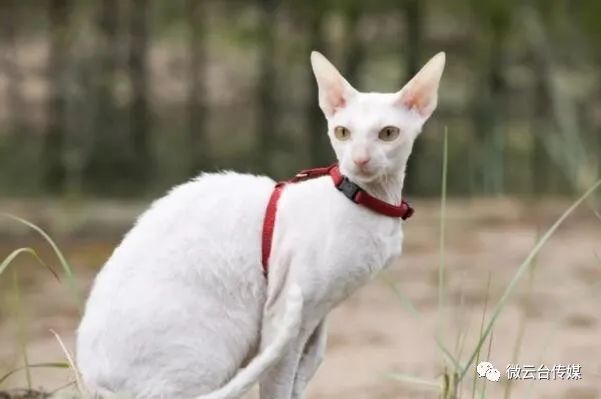 十大猫品种_猫品种大全及图片_猫品种大全100种图片