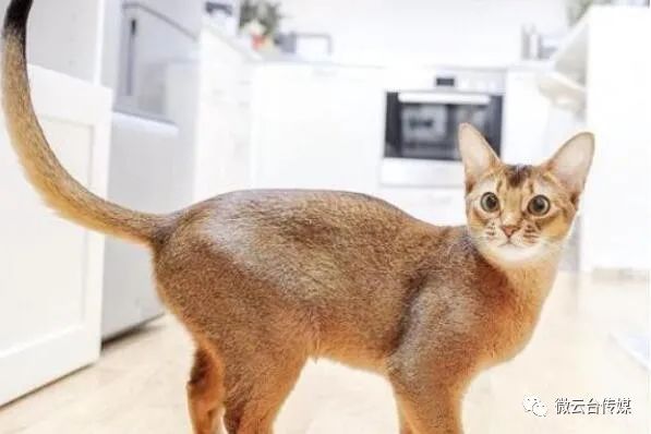 猫品种大全100种图片_十大猫品种_猫品种大全及图片