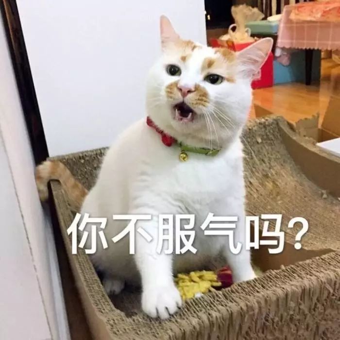 本土猫品种中国有几种_本土猫品种中国猫有哪些_中国本土猫品种