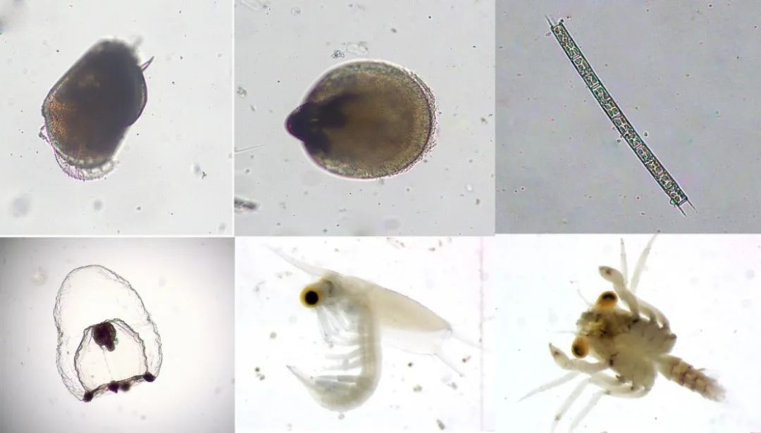 小型水生动物有哪些_小型水生动物_小型水生动物图片
