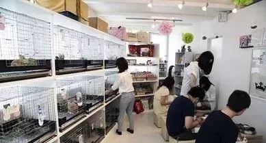 宠物钱店开家要交税吗_开一家宠物店大概要多少钱_宠物钱店开家要多少钱