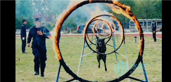 警犬中国品种_中国的警犬第一名_警犬中国达人秀