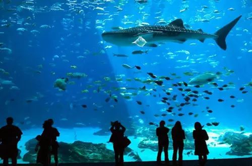 水族馆里的鱼种有哪些_水族馆鱼类介绍大全_水族馆的鱼类具体的介绍