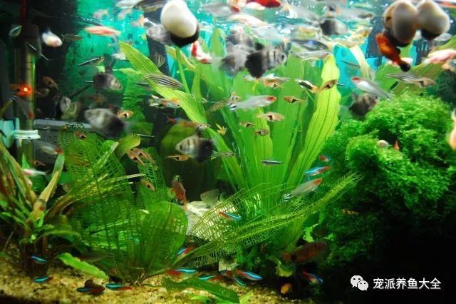 水族什么最好养_水族养鱼_养水族鱼有什么讲究吗