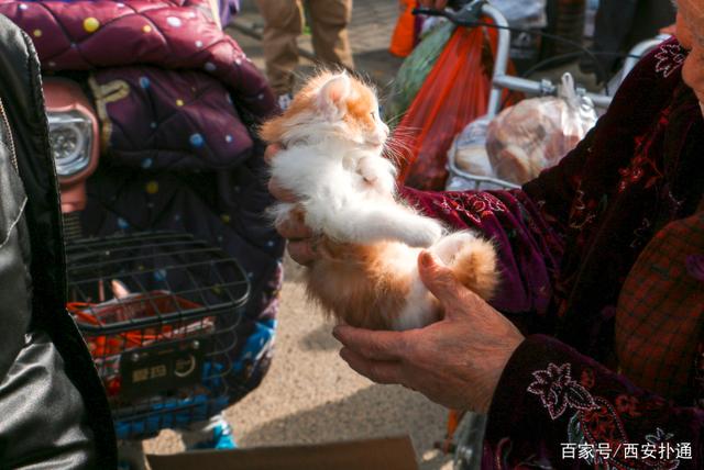 宠物狗市场价格表_狗狗宠物市场_宠物狗交易市场