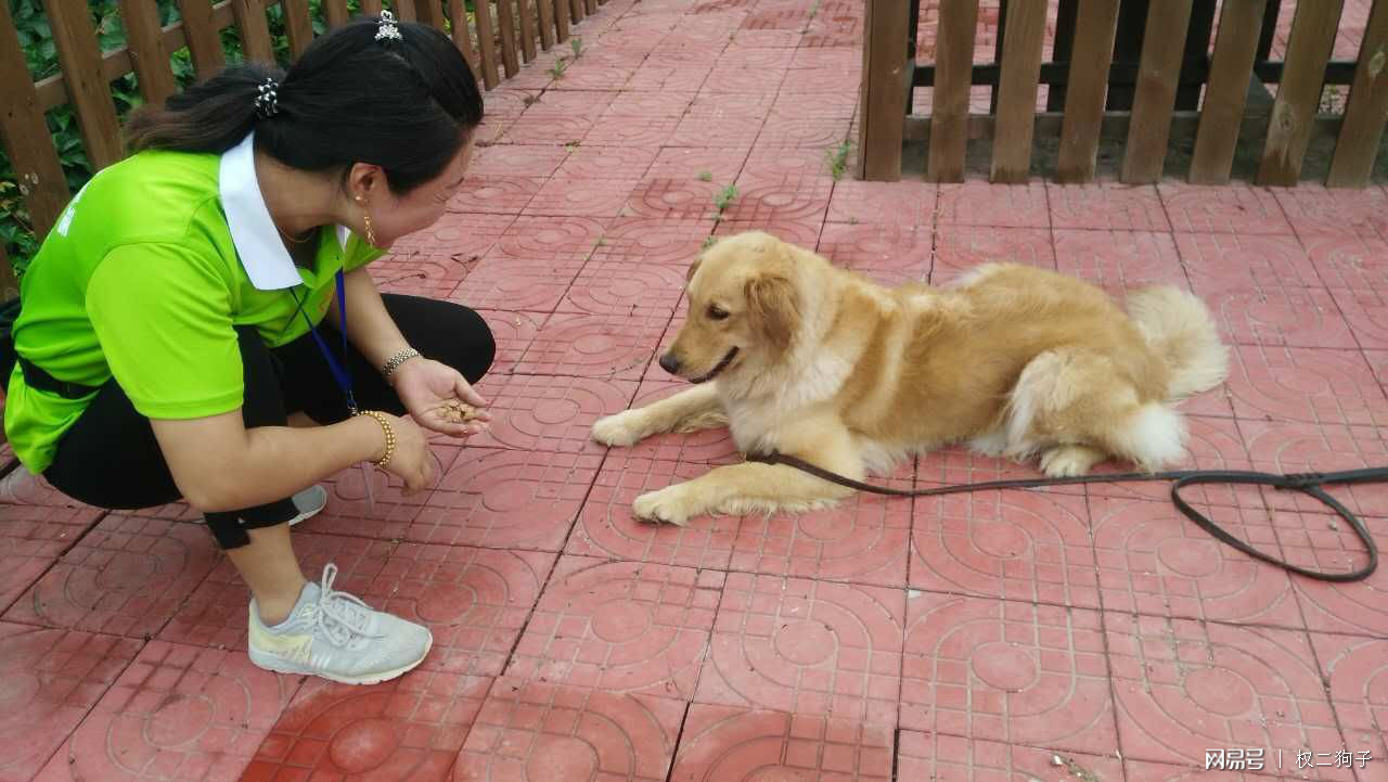 训犬师学徒招聘_训犬师学徒_广州训犬基地学徒