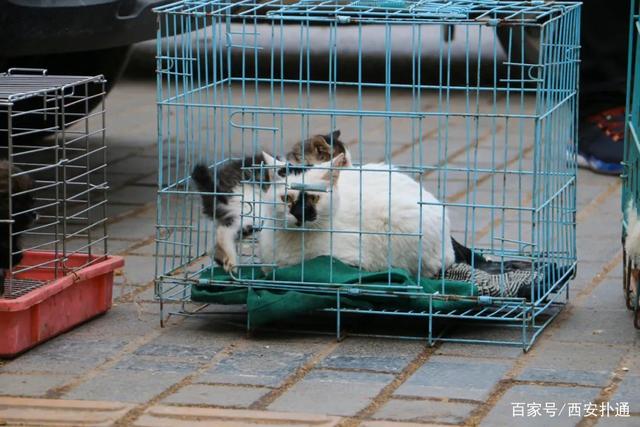 狗狗宠物市场_宠物狗交易市场_宠物狗市场价格表