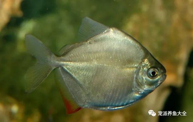 水族什么最好养_水族养鱼_养水族鱼有什么讲究吗