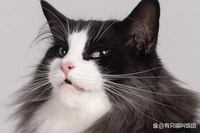 十大最笨的猫_笨猫图片_笨猫吧