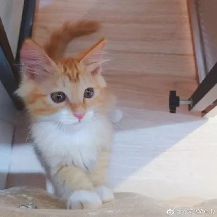 本土猫品种中国猫有哪些_中国本土猫品种_本土猫品种中国有几种