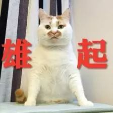 本土猫品种中国猫有哪些_本土猫品种中国有几种_中国本土猫品种