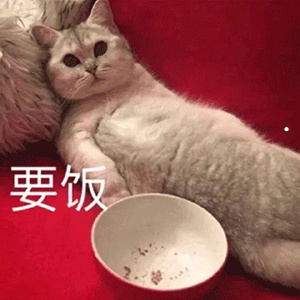 宠物猫等级划分图解