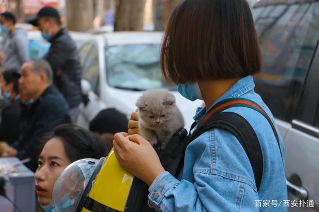 狗狗宠物市场_宠物狗交易市场_宠物狗市场价格表