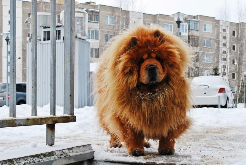 宠物狗图片小型犬_宠物狗图片大全大图_宠物狗图片