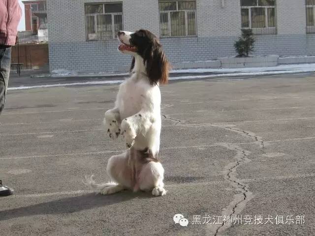 训练狗教程视频_训练狗的步骤_人犬训练方法有哪些