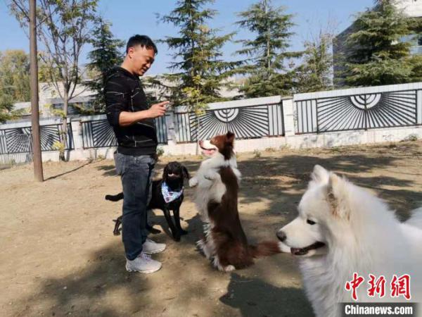 11月5日，在济南市一宠物俱乐部，宠物犬心理调整师申慧亮在引导宠物犬。郝学娟 摄