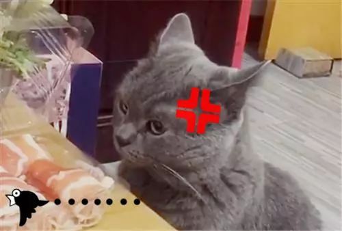 养蓝猫能随便养吗_蓝猫千万不能养_养蓝猫好不好养