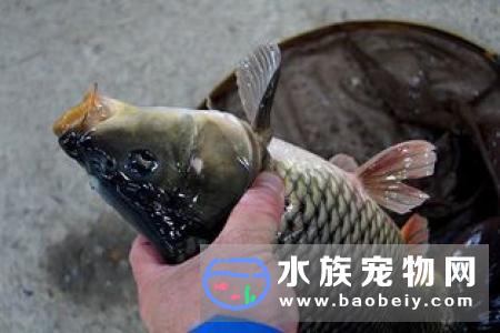 热带鱼吃什么食物