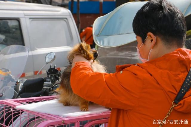 狗狗宠物市场_宠物狗交易市场_宠物狗市场价格表