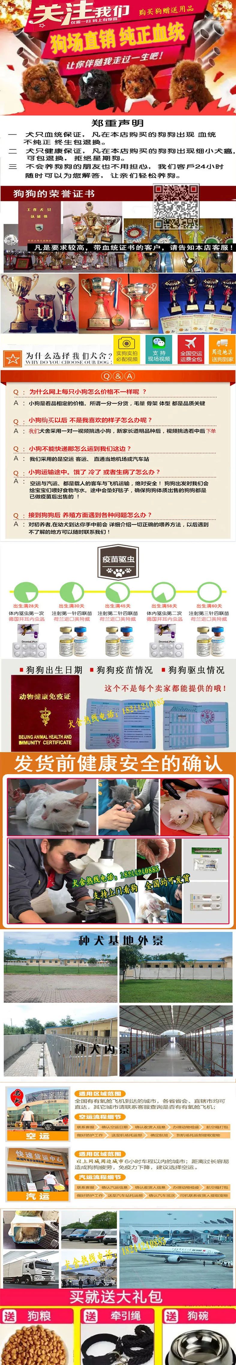 宠物大赛我排第几名_宠物大赛谁赢了_宠物狗大赛