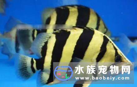 水族箱只能饲养一种虎鱼