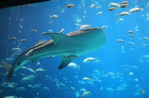 水族馆鱼类介绍大全_水族馆里的鱼种有哪些_水族馆的鱼类具体的介绍