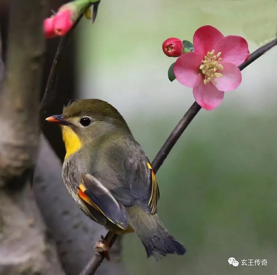 招财最厉害的宠物_厉害招财宠物名字_厉害招财宠物有哪些