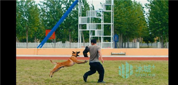 警犬中国品种_中国的警犬第一名_警犬中国达人秀